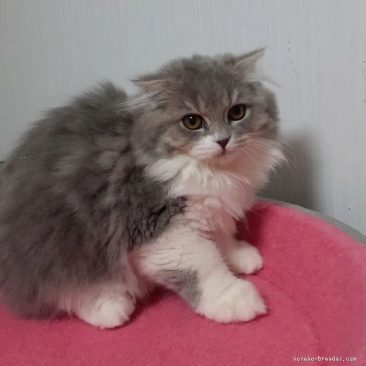 ID：2307-01494の子猫