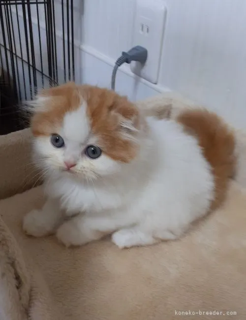ID:2108-02259の子猫
