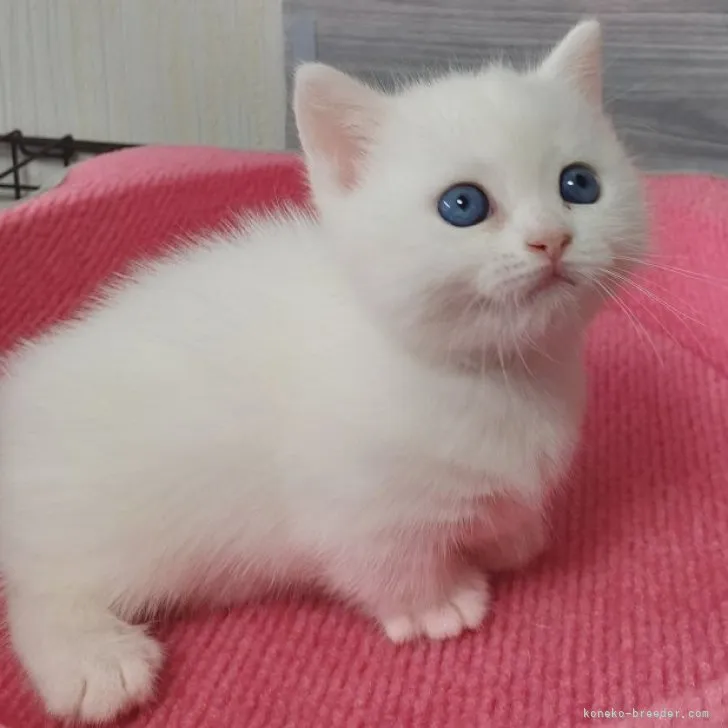 ID：2306-02441の子猫