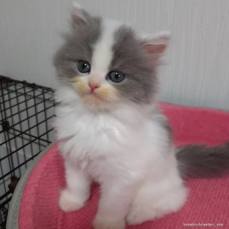 Jyona 様のお迎えした子猫