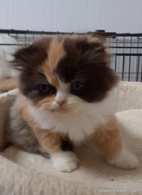 ID:2108-02261の子猫