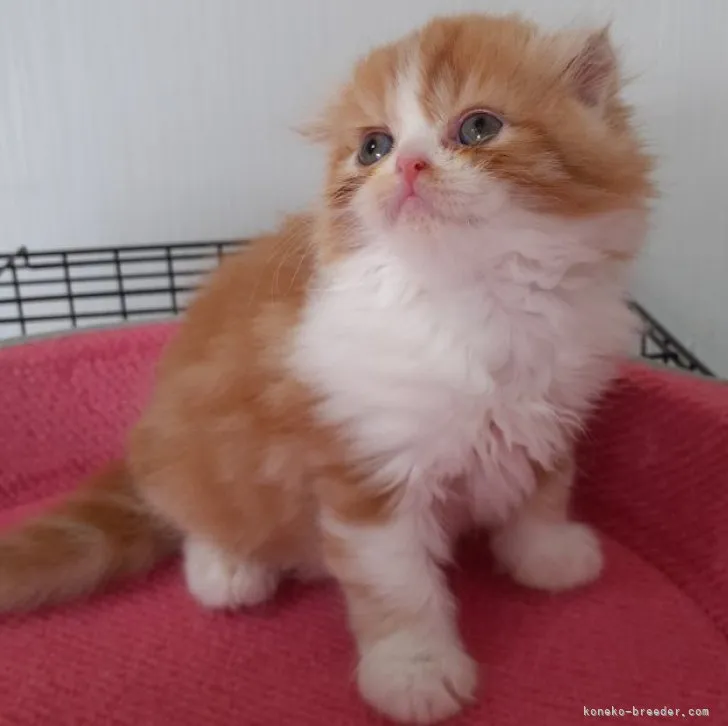 ID：2306-00386の子猫