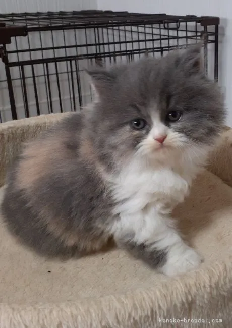 ID:2109-01214の子猫
