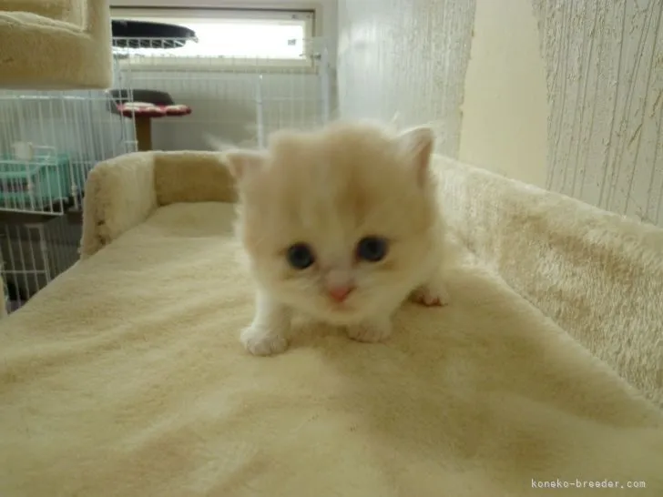 ID:2106-02488の子猫