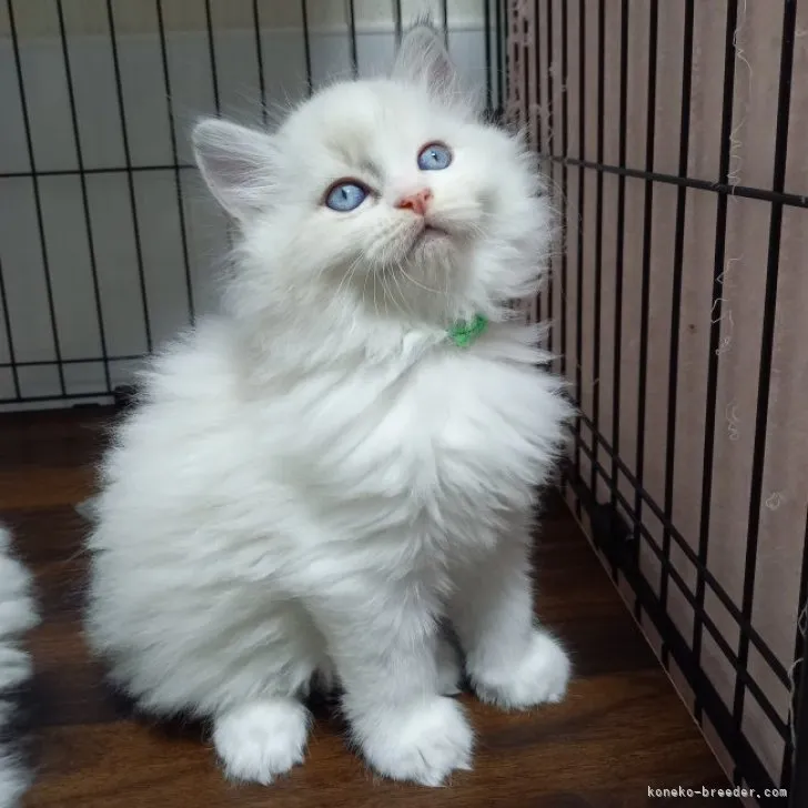 ID:2311-01670の子猫