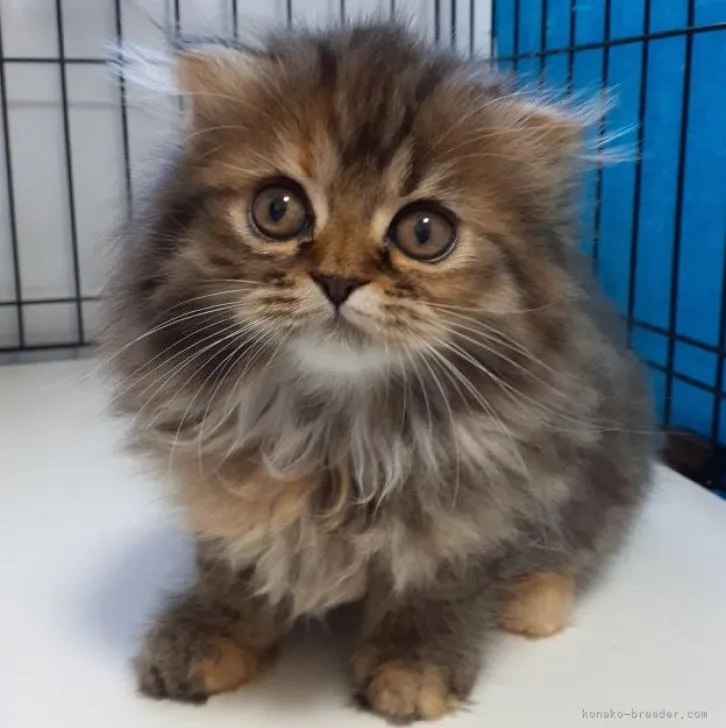 ID:2209-01391の子猫