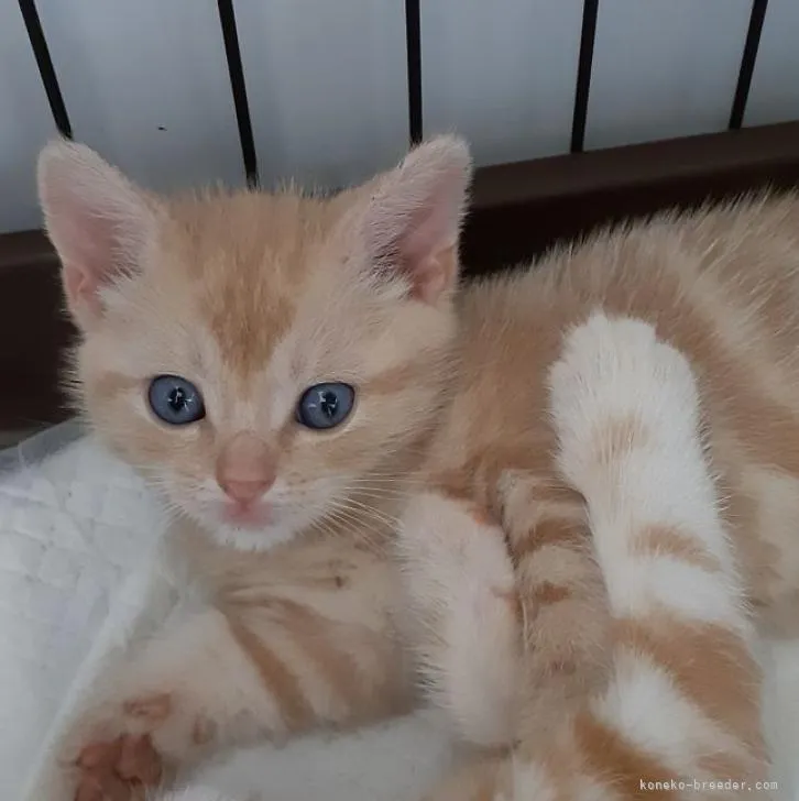 ID:2210-00719の子猫