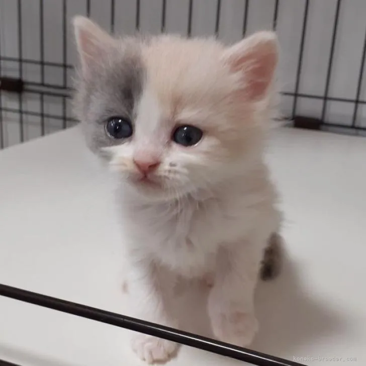 ID：2212-01151の子猫