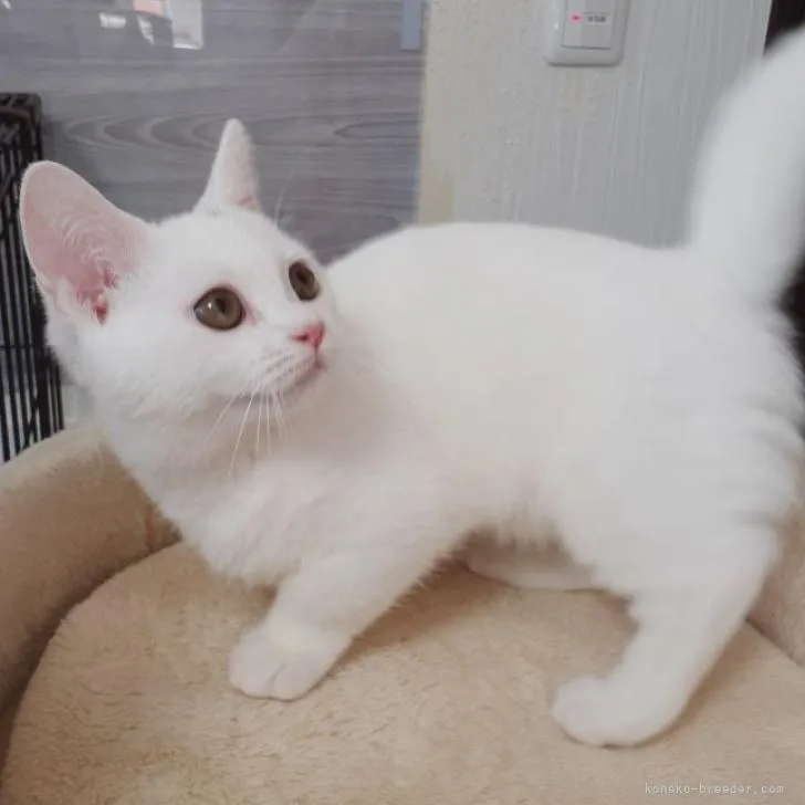 ID：2205-00063の子猫