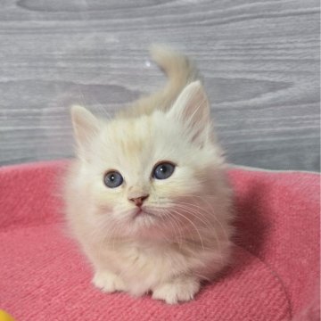 マンチカン【福岡県・男の子・2024年9月17日・クリームタビー（セミロング）】の写真「おっとり美男子君😺💛✨」