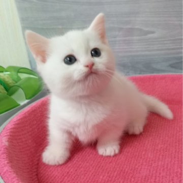 マンチカン(短足)【福岡県・男の子・2024年2月28日・ホワイト（セミロング）】の写真「天使の白猫💛元気いっぱい美男子君😺✨」