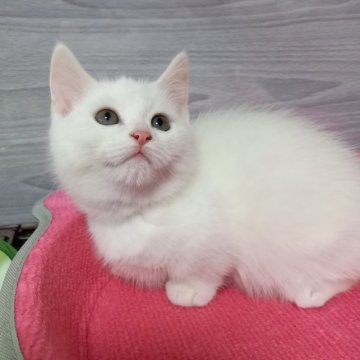 マンチカン(短足)【福岡県・男の子・2023年9月29日・ホワイト】の写真「🌟必見！✨早い者勝ち✨1/28までの超特価😍✨」