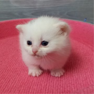 マンチカン(短足)【福岡県・女の子・2024年2月28日・ホワイト（セミロング）】の写真「天使の白猫💗おっとり美人さん✨」