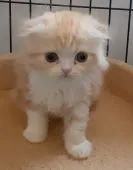 スコティッシュフォールド(折れ耳)【福岡県・男の子・2021年4月18日・レッドタビー&ホワイト】の写真1