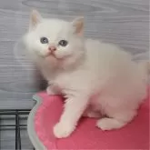 マンチカン(長足)【福岡県・男の子・2024年3月20日・クリームポイント】の写真1