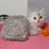 マンチカン(短足)【福岡県・女の子・2022年11月4日・ブルータビー&ホワイト】の写真1