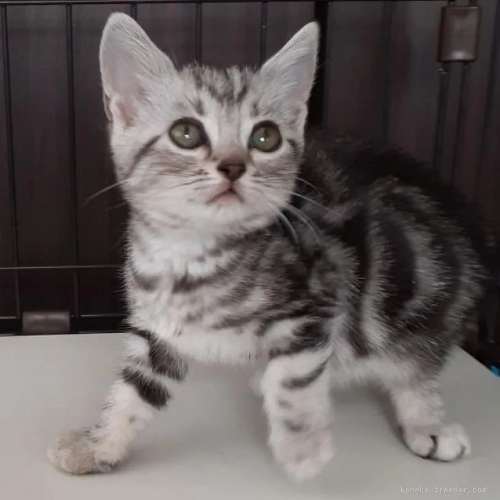 ID:2208-01068の子猫