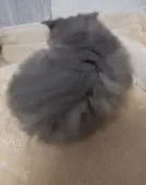 マンチカン(長足)【福岡県・男の子・2021年8月12日・ブルータビー&ホワイト】の写真2