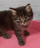 マンチカン(長足)【福岡県・男の子・2023年3月17日・ブラウンタビー】の写真3