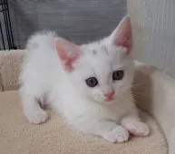 マンチカン(短足)【福岡県・女の子・2022年3月31日・ホワイト】の写真3