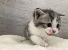 マンチカン(長足)【福岡県・女の子・2021年3月30日・ブルータビー&ホワイト】の写真3