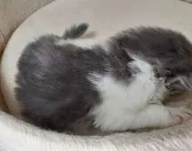 スコティッシュフォールド(折れ耳)【福岡県・女の子・2022年3月26日・ブルータビー&ホワイト】の写真4