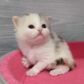 マンチカン(長足)【福岡県・女の子・2024年3月30日・キャリコ】の写真4