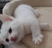 マンチカン(短足)【福岡県・女の子・2022年3月31日・ホワイト】の写真4