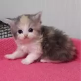 スコティッシュフォールド(立ち耳)【福岡県・女の子・2024年3月25日・ダイリュートキャリコ】の写真4