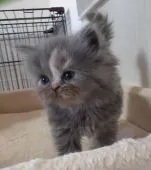 スコティッシュフォールド(立ち耳)【福岡県・女の子・2021年11月8日・ブルータビー】の写真4