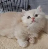 マンチカン(短足)【福岡県・男の子・2022年5月6日・クリームタビー】の写真4