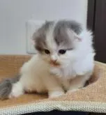 スコティッシュフォールド(折れ耳)【福岡県・男の子・2022年8月24日・ブルータビー&ホワイト】の写真4