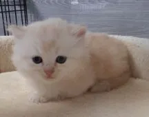 マンチカン(短足)【福岡県・男の子・2022年5月6日・クリームタビー】の写真5