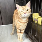 アメリカンショートヘア【・男の子・2023年3月6日・レッドタビー】