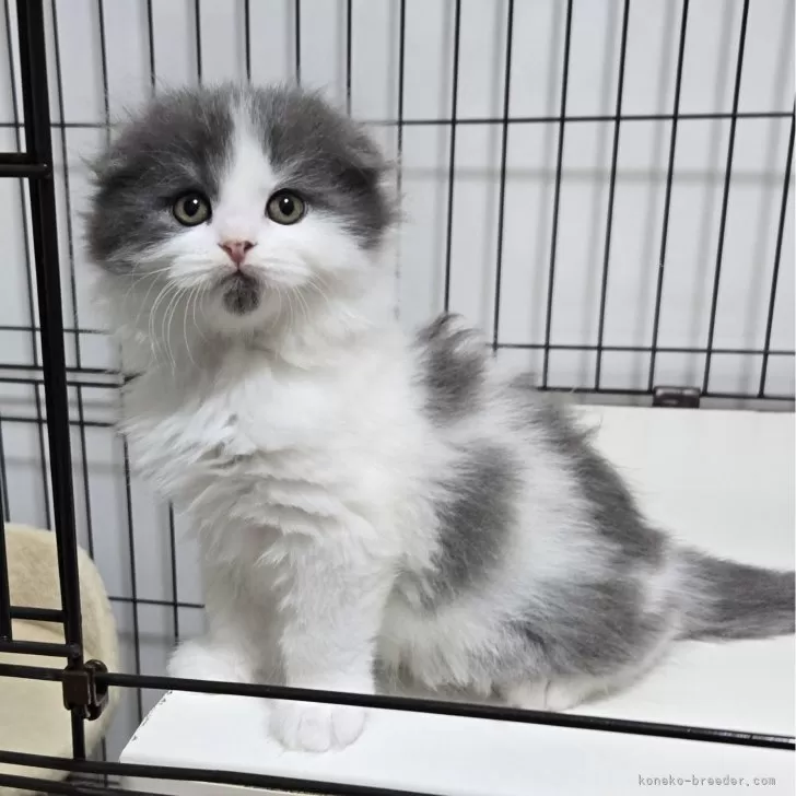 ID：2501-00639の子猫