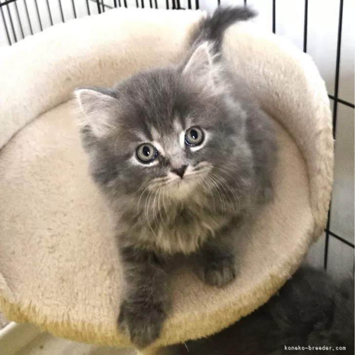 ID:2501-00642の子猫