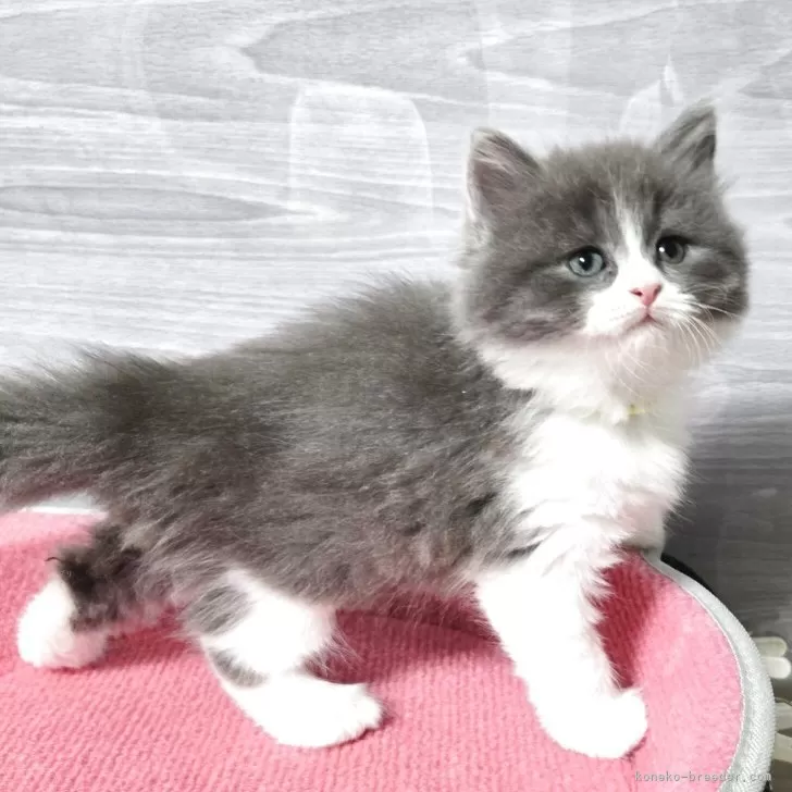 マンチカン(長足)【福岡県・男の子・2025年9月13日・ブルータビー&amp;ホワイト】の写真1