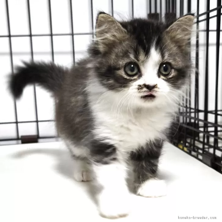 レオナルド 様のお迎えした子猫