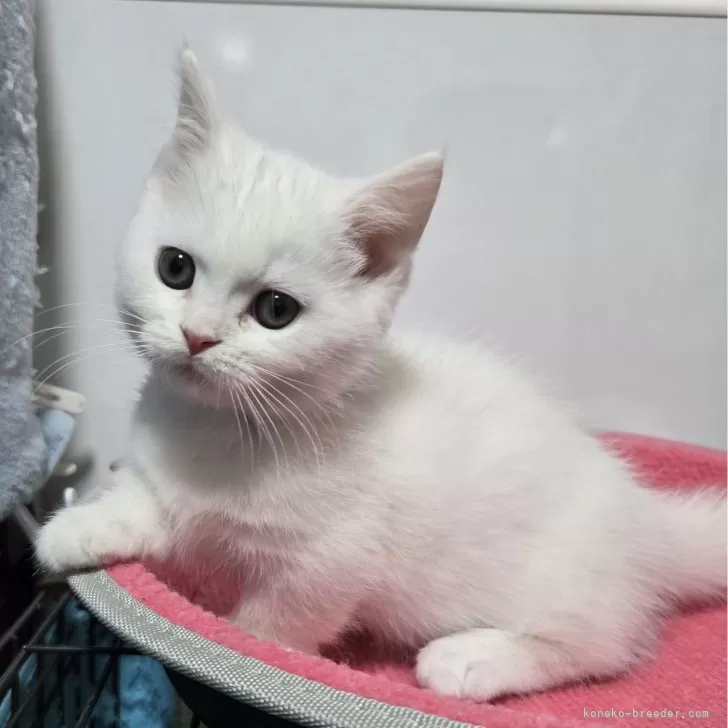 ID:2411-02336の子猫