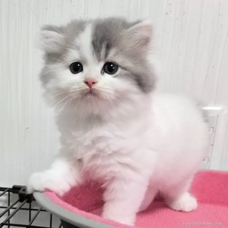 ID：2509-01474の子猫