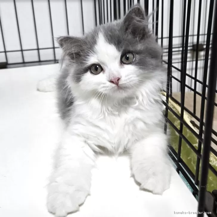 ID：2509-02416の子猫