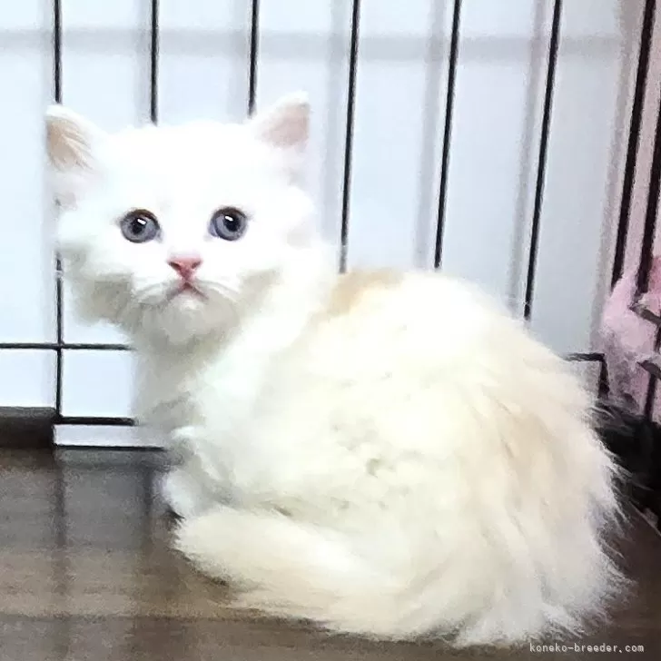 ID：2505-02906の子猫