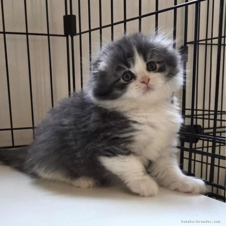 ID:2412-00183の子猫