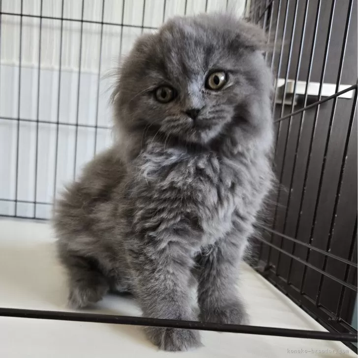 ID：2501-00640の子猫