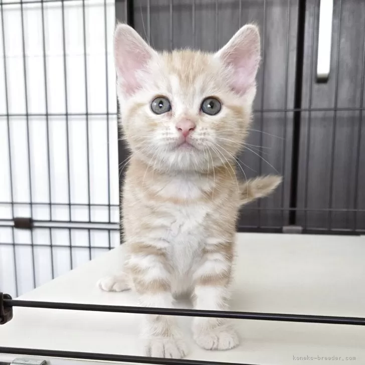 ID:2508-01836の子猫