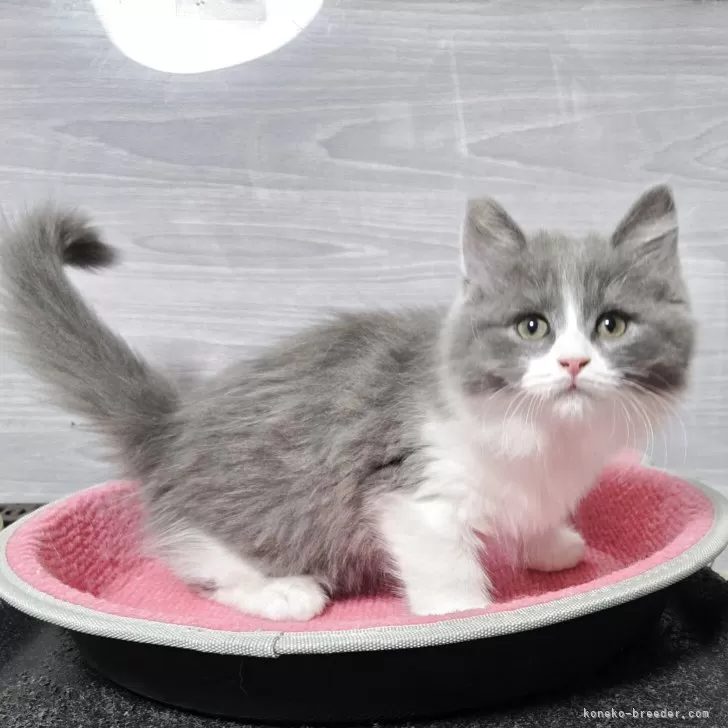 マンチカン(長足)【福岡県・男の子・2025年9月13日・ブルータビー&amp;ホワイト】の写真1