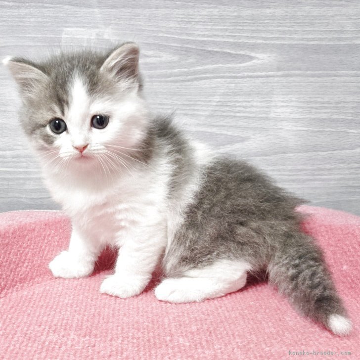 K.Y 様のお迎えした子猫