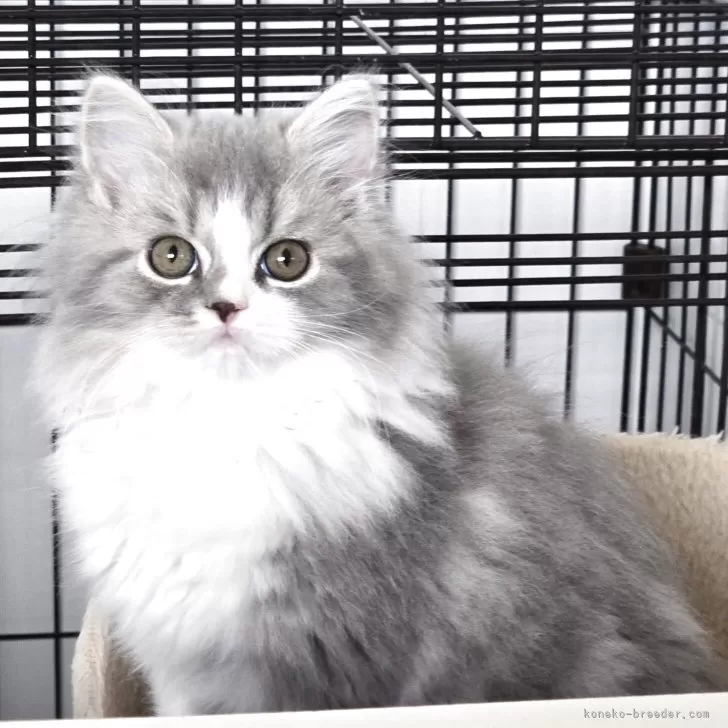 スコティッシュフォールド(立ち耳)【福岡県・男の子・2025年7月26日・ブルータビー&amp;ホワイト】の写真1