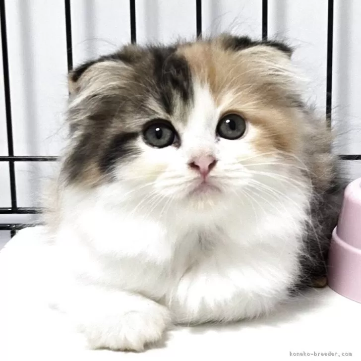 ID:2507-01970の子猫