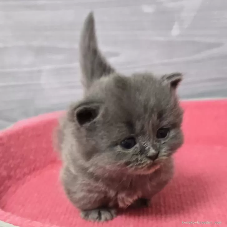 ID：2503-02842の子猫